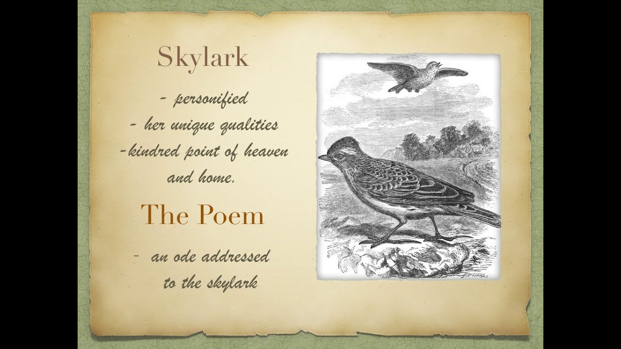 To The Skylark , Class XII -- A Lecture in Manipuri