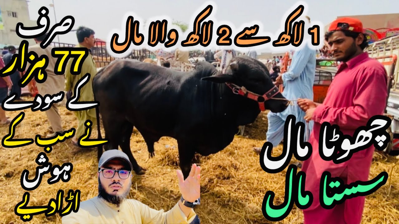 Bhains Colony Mandi Karachi Cattle Rates Update❤️ || 11 april 2026 || Cow Mandi 2026 💫