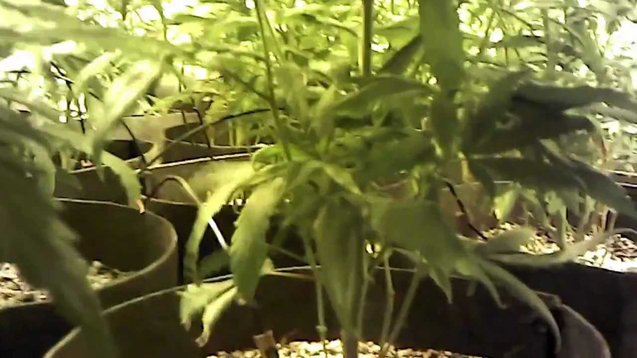 Medical Marijuana Grow: Vanilla Kush (Day 5 Flower)
