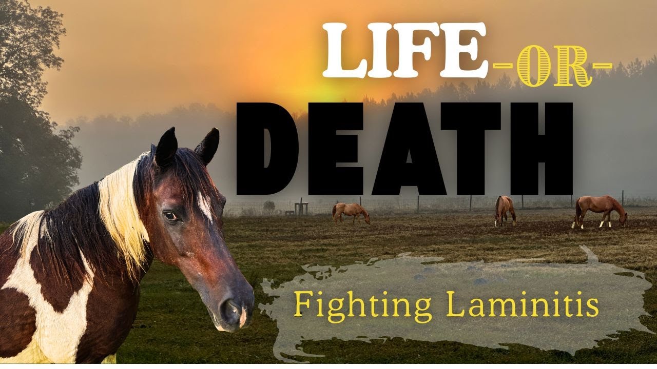 Life or Death: Victoria’s Laminitis Battle During a Cold Front