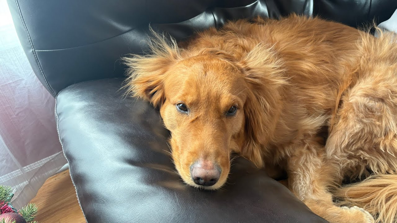 My Dogs Not Doing That Well- His Tail Might Be Injured