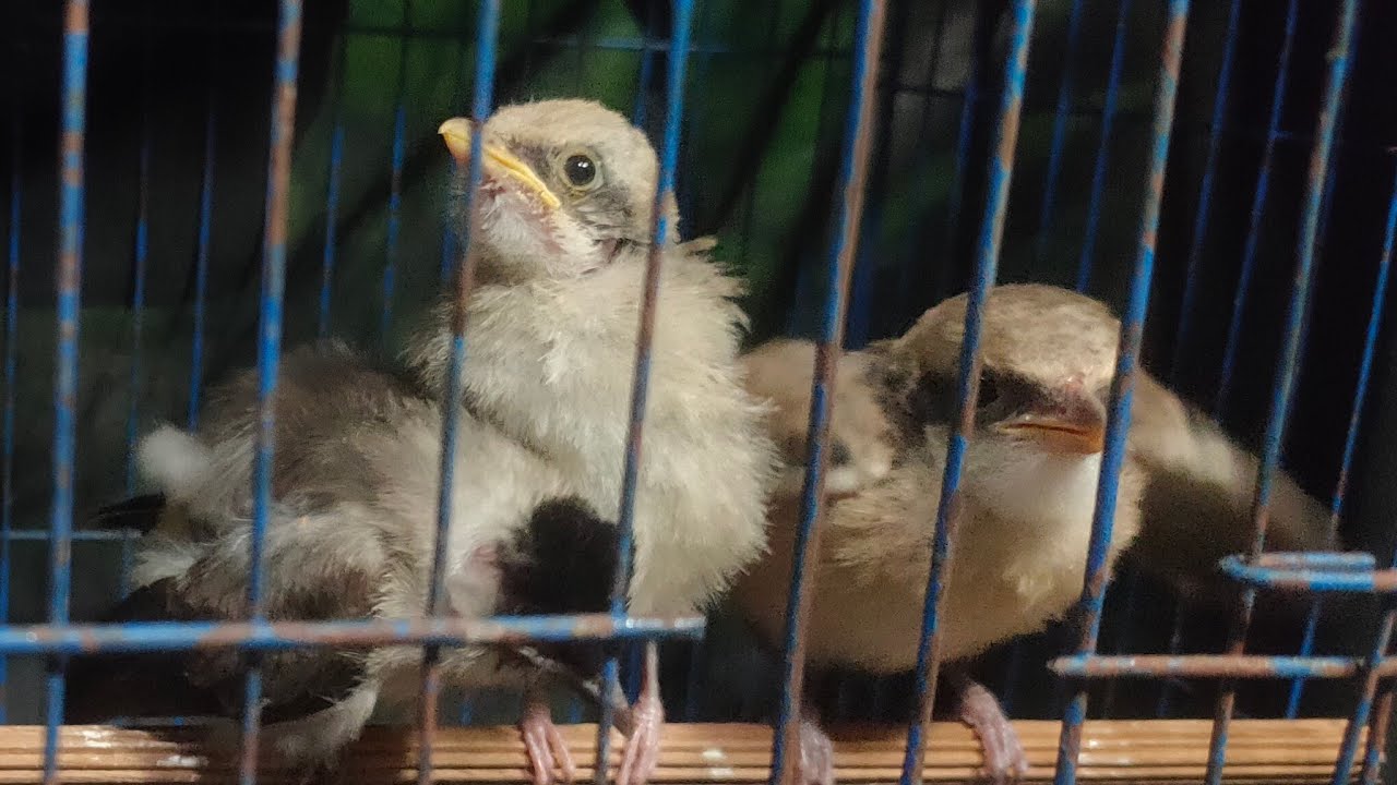 LIVE ‼️ ANAKAN BURUNG LOLOHAN⁉️