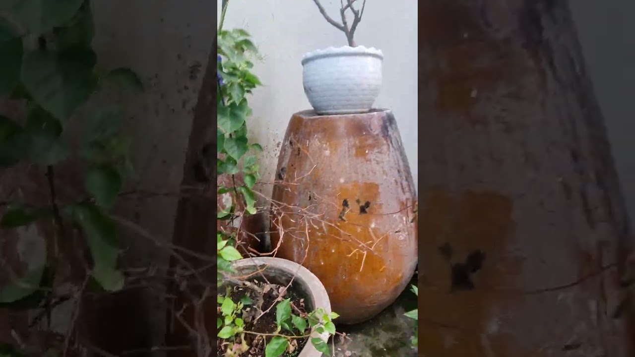 Tết năm nay k có hoa ngắm rồi  😭😭😭