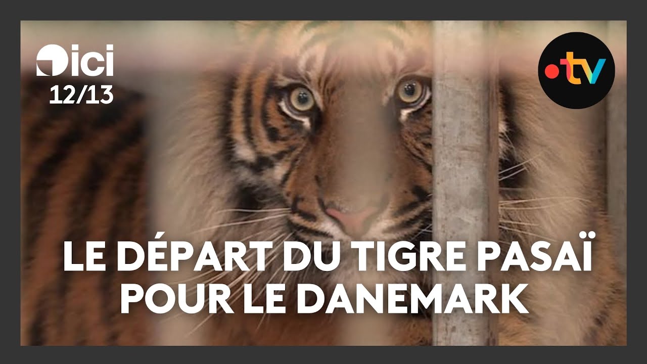 Le grand départ : le tigre de Sumatra du zoo d'Amiens met le cap sur le zoo d'Aalborg, au Danemark