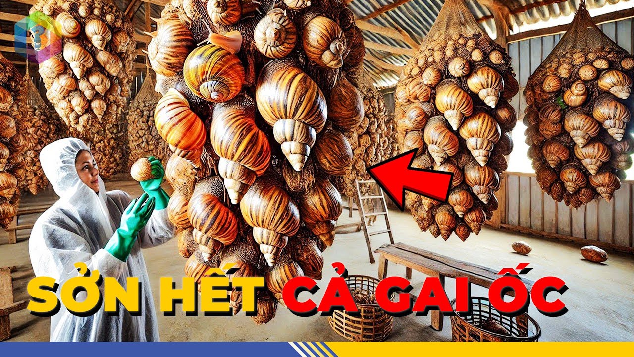 7 Màn Thu Hoạch KỲ LẠ NHẤT Thế Giới: Vừa Độc Lạ, Vừa “Thót Tim”  - Top 1 Khám Phá