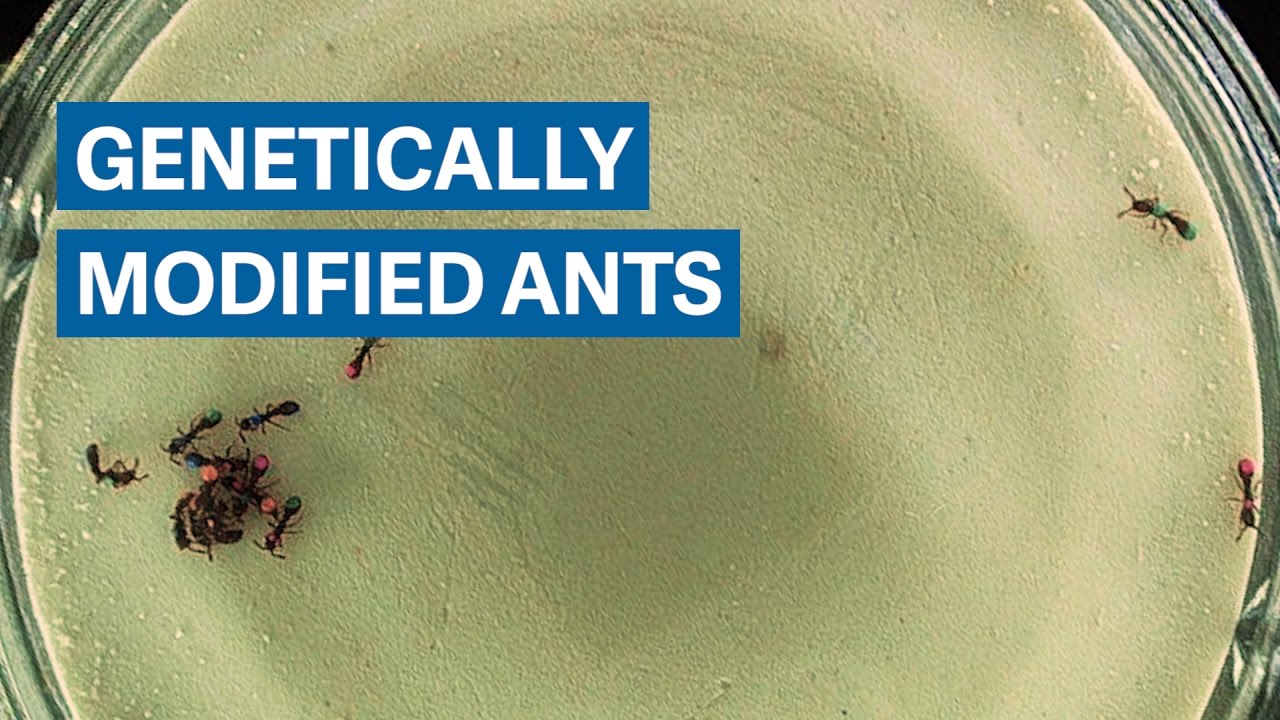 The first-ever genetically modified ants are outcasts