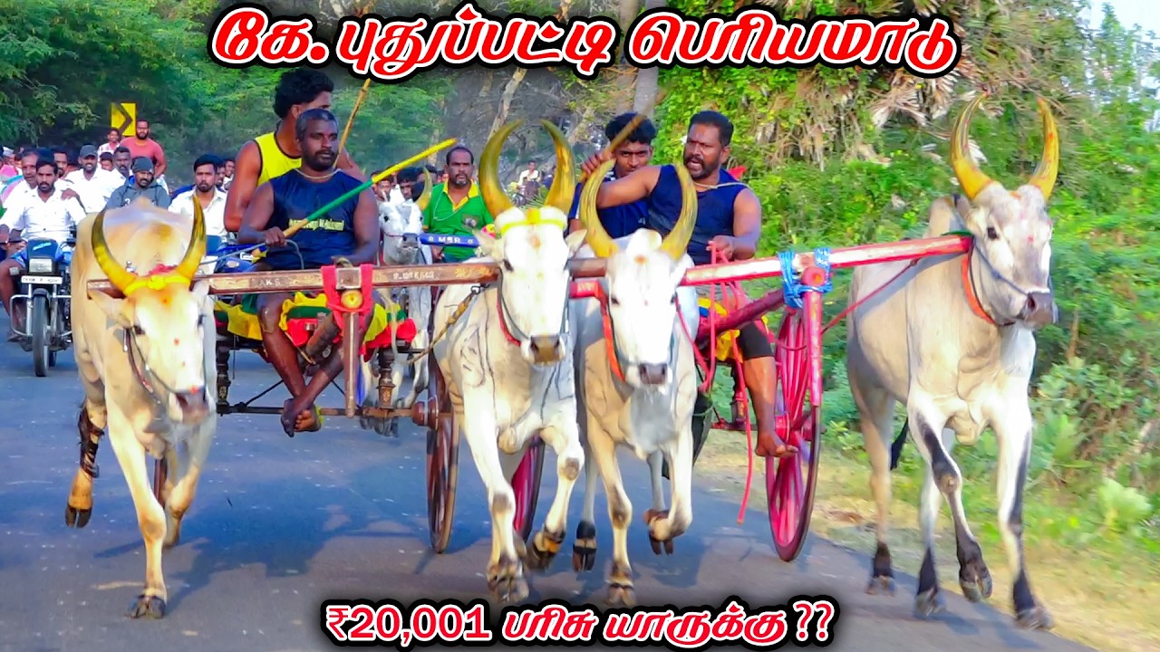 6கே.புதுப்பட்டி-பெரியமாடு-பந்தயம்_25.02.2026_V_Photography
