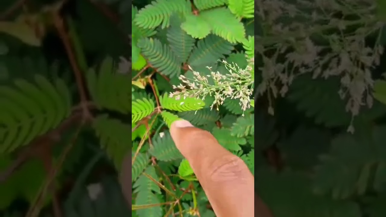 god gifted natural amazing 😱 #shorts #trending #trendingvlogs