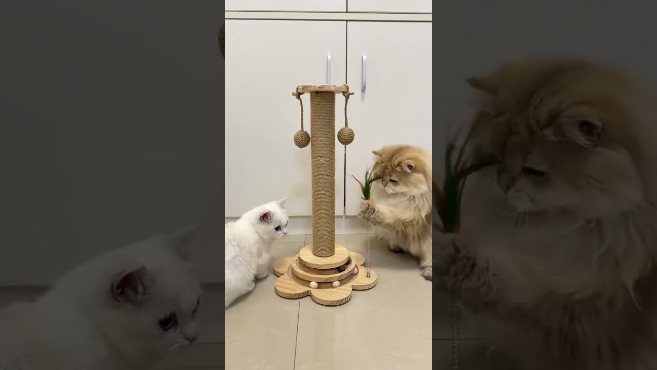 Staying paws-itive and staying bright!#funny #funny #catcomedy #shortsviral #funnycats #kittenlife 🐱