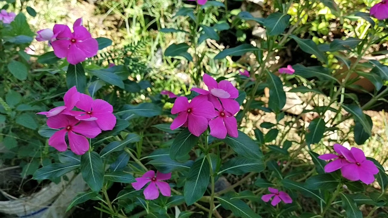 MCO3.0~Flowers&Vege plants