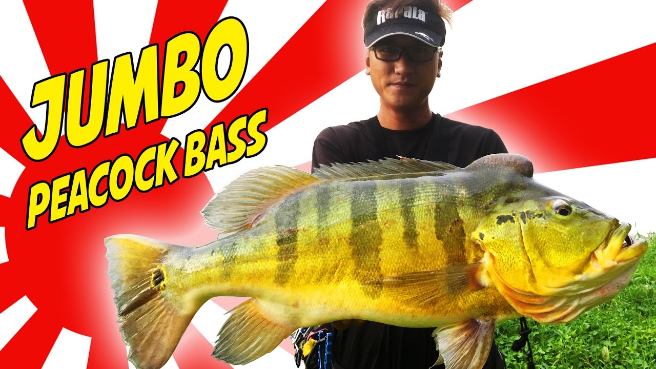 Anglers Society TV - The Search of Jumbo Peacock Bass in Singapore
