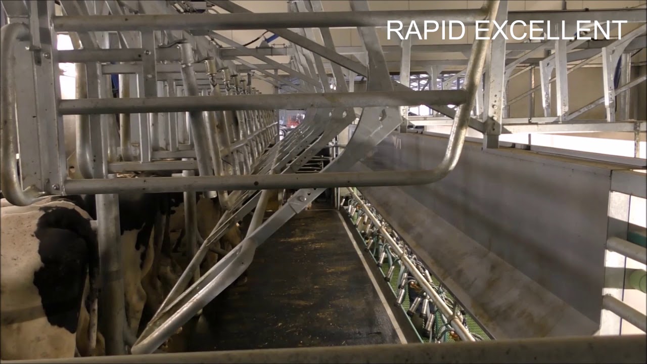 Rapid Excellent uitdrijfbeugel - Milking parlor with driving clamp - Kuh melkstand mit Austreibbügel