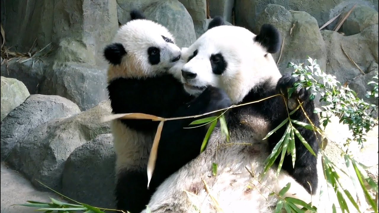 20220321 Giant Panda Le Le (叻叻) & mummy Jia Jia (嘉嘉) - Playtime @ River Wonders Singapore (新加坡河川生态园)