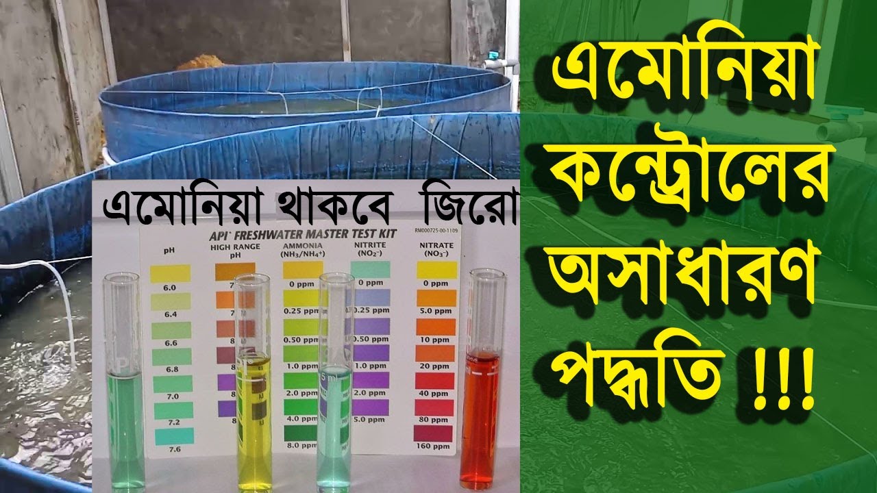 কিভাবে এমোনিয়া কন্ট্রোল করবেন বায়োফ্লকে। How to Control Ammonia in Biofloc । কৃষি বাজার