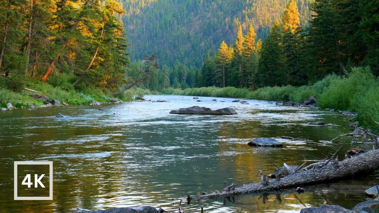 4K Blackfoot River Ambience | Montana Backcountry | Forest River Sounds for Seeping | White Noise