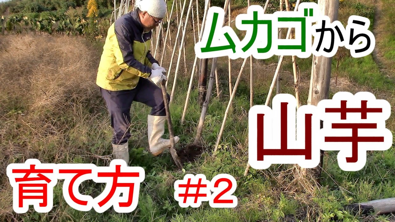 ムカゴから山芋 育て方 #２ 種芋収穫 2022.10.27
