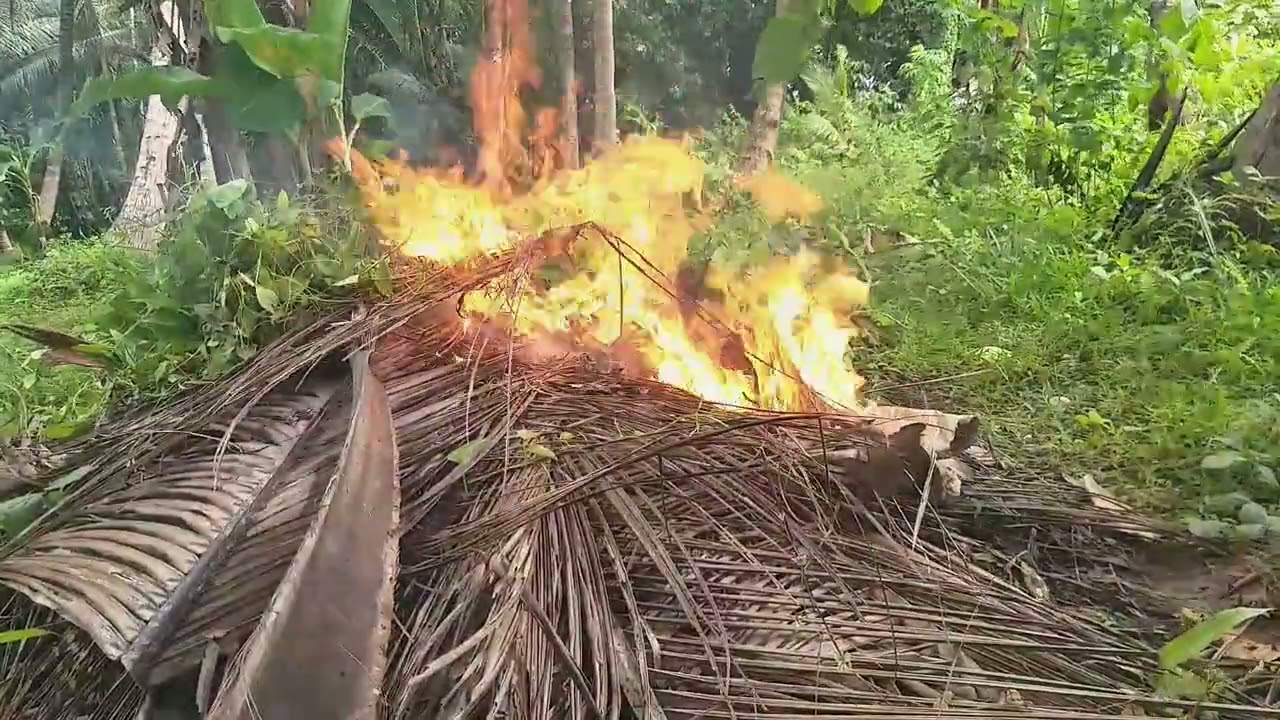 Peaceful Coconut Garden Cleanup | Traditional Village Life in Nature