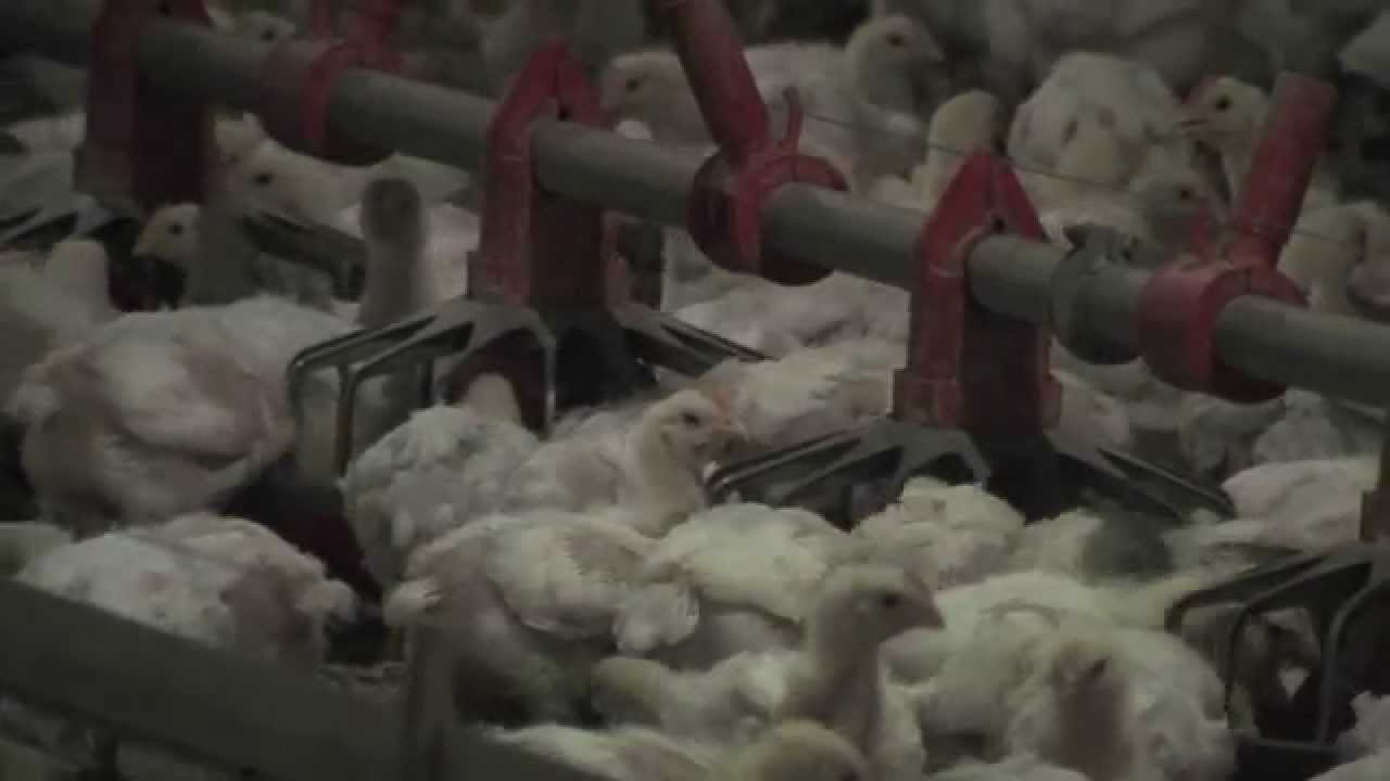Alabama's Outstanding Young Farm Family.mov