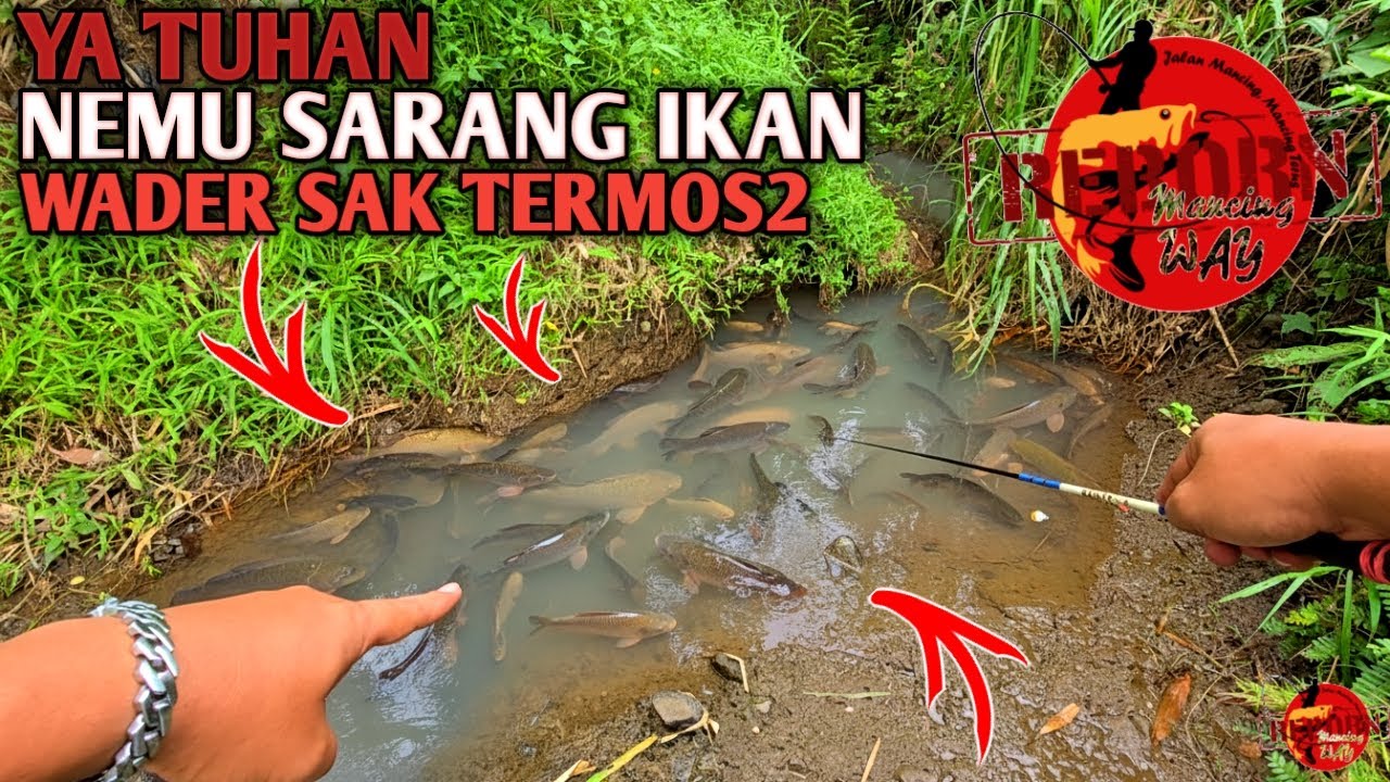 REJEKI NOMPLOK...!!! Nemu Sarang Ikan Sak Baskom Baskom Auto Panen Ikan Sampai Kuwalahan