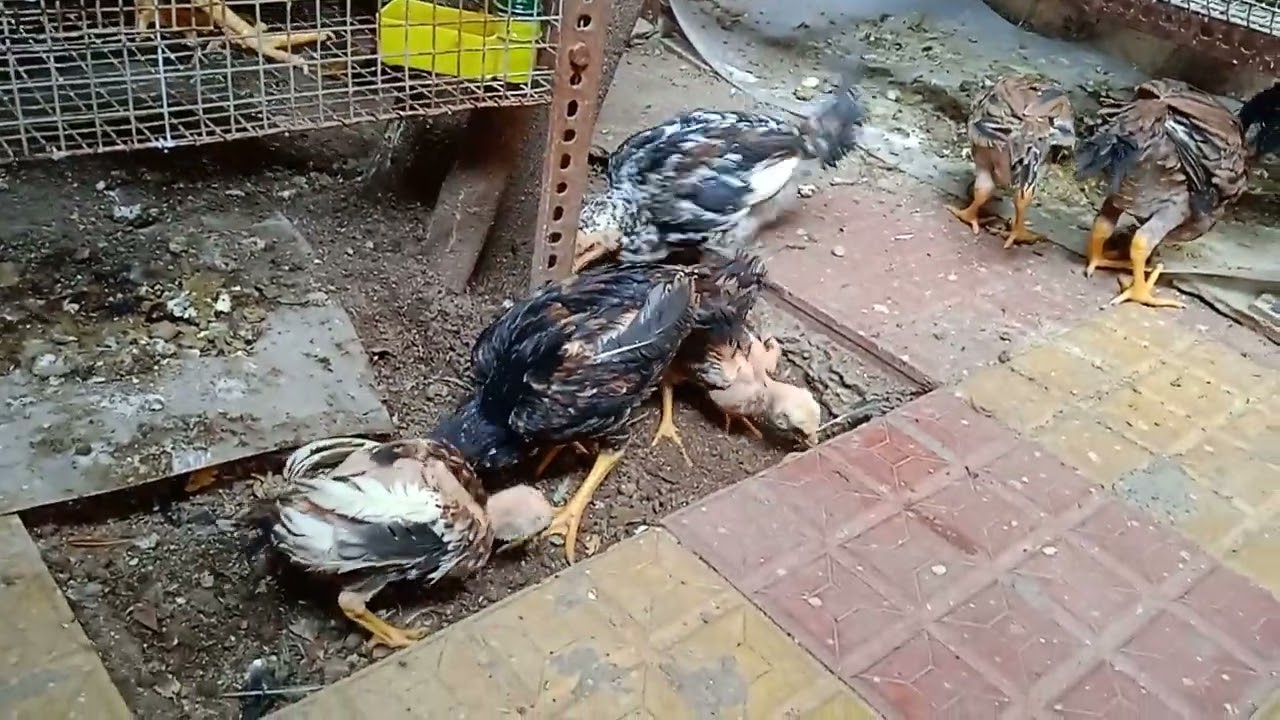 pure aseel chicks 2 months old