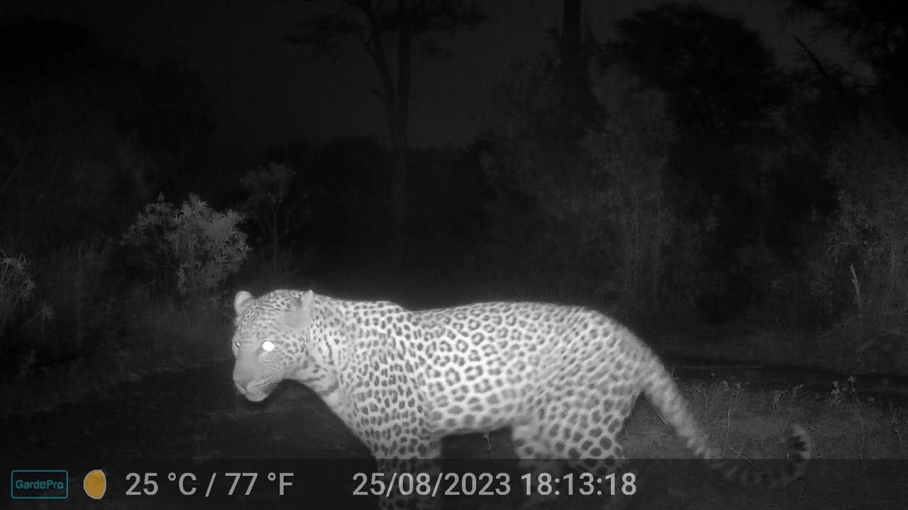 Nighttime in Zimanga 2023