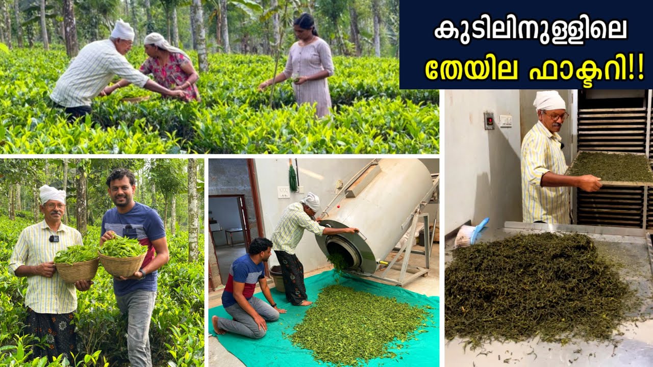 വീട്ടുപറമ്പിൽ തേയില കൃഷിചെയ്ത് വീട്ടിൽ തന്നെ സംസ്ക്കരിച്ച് വിപണി കീഴടക്കിയ കുമാരൻ ചേട്ടനും കുടുംബവും