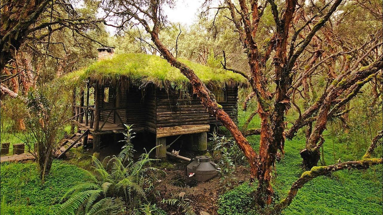 Hospedaje LUJOSO en medio de un bosque MILENARIO 🌳 🍁 Josué y Elie POLIPEPIS LODGE