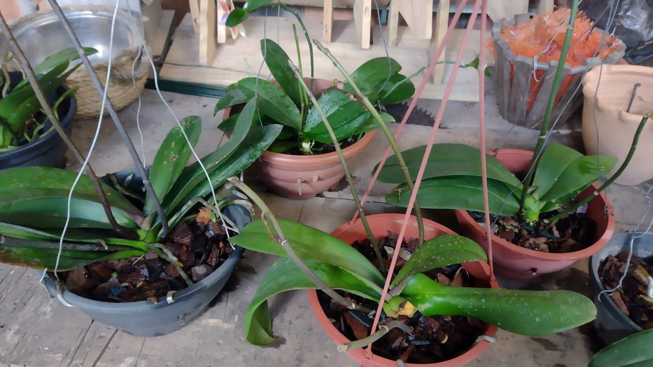 Cultivo que dá certo