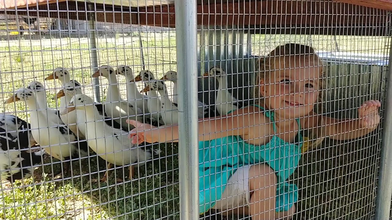 Can We TAME Our Ancona Ducks and Turkey?