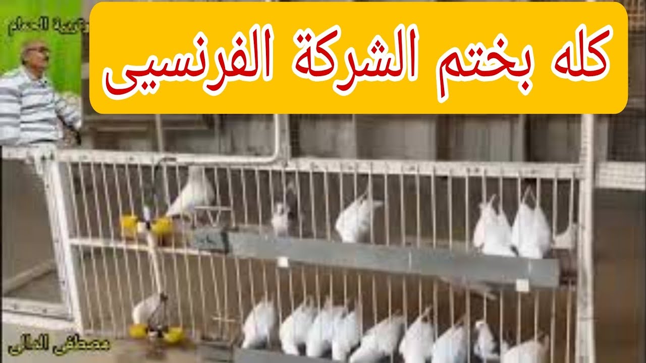 حمام لاحم فرنسى بيور بختم الشركة الفرنسية