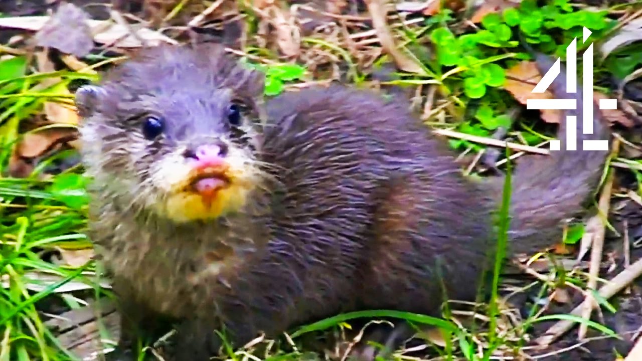 Adorable Otter Pup Gets Lost And The Parents Try To Find Him | The Secret Life Of The Zoo