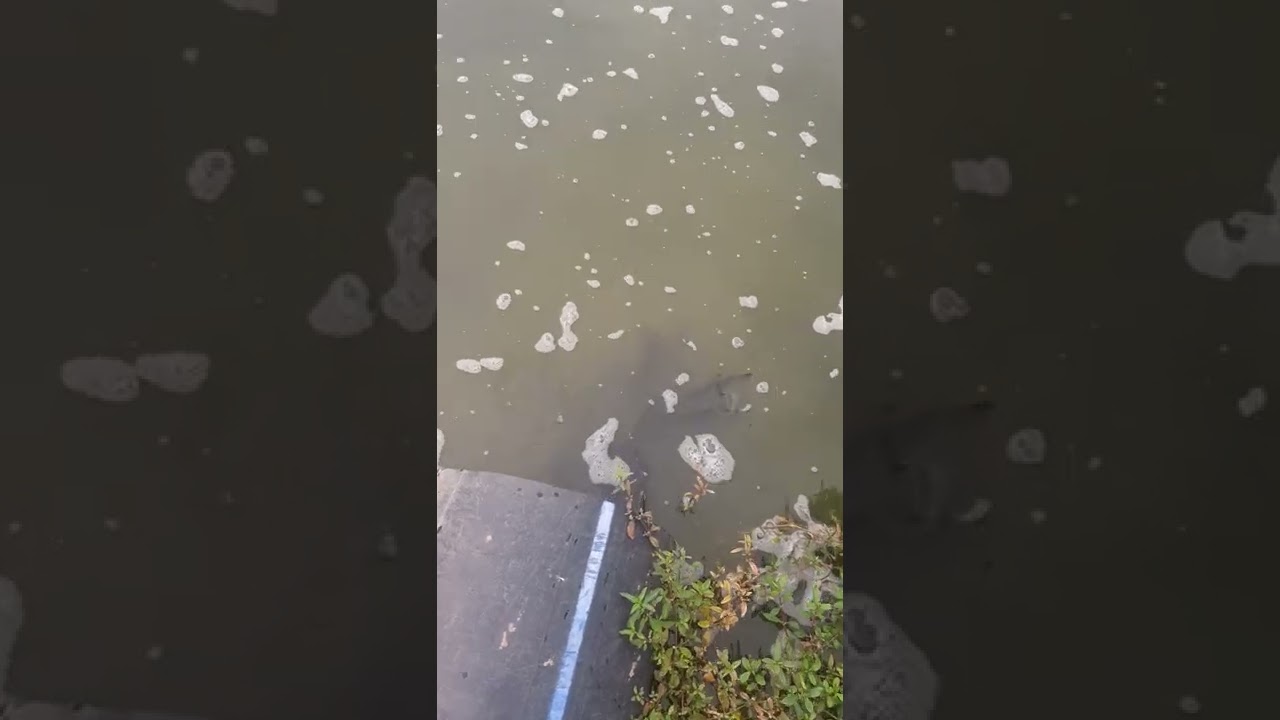 Fish Farm @ a Sewage Treatment Plant