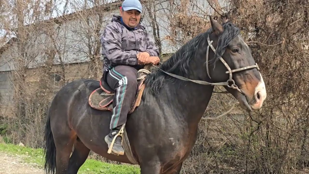 +996 704 244 753 Камчыбек акеден Арзан айгыр чыкты универсал дейт #рекомендация 