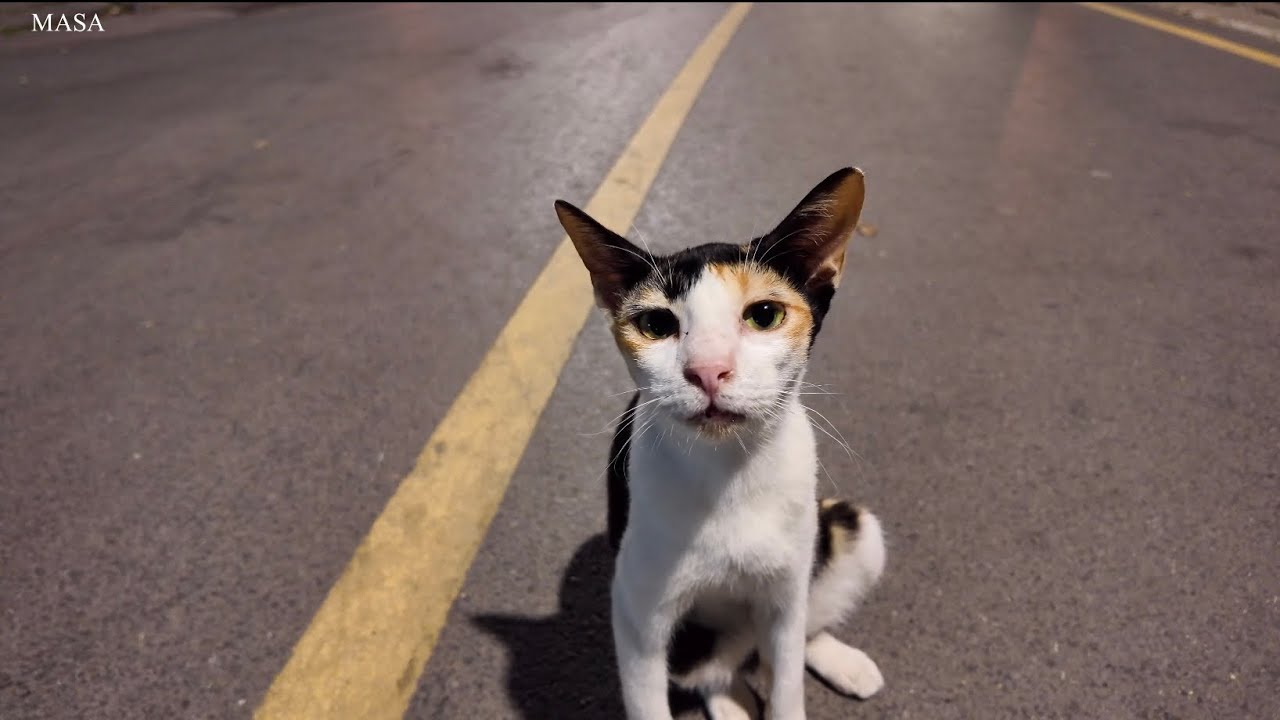 Friendly Cats at Lumpini Park Bangkok Thailand at night 