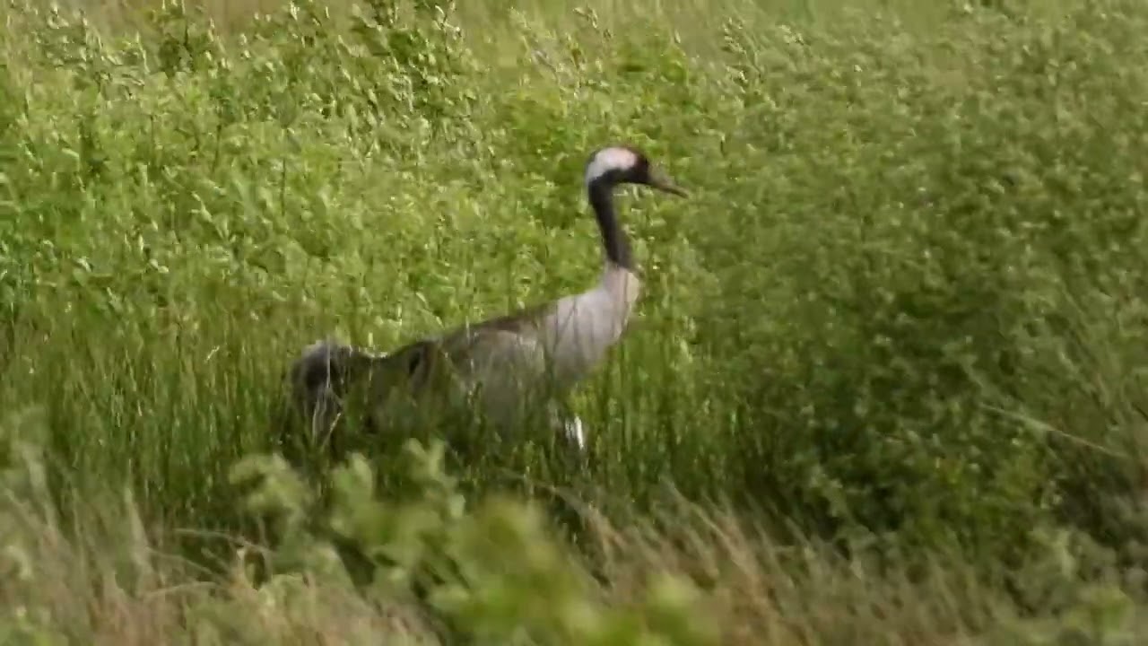 Rare: Cranes Breeding / Zeldzaam: Kraanvogels broeden (Grus grus)