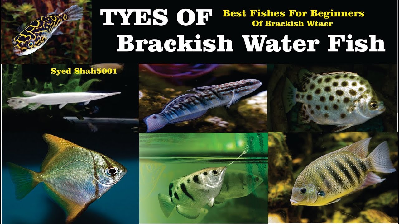 Types of Brackish Water fish #All about Brackish water Fish