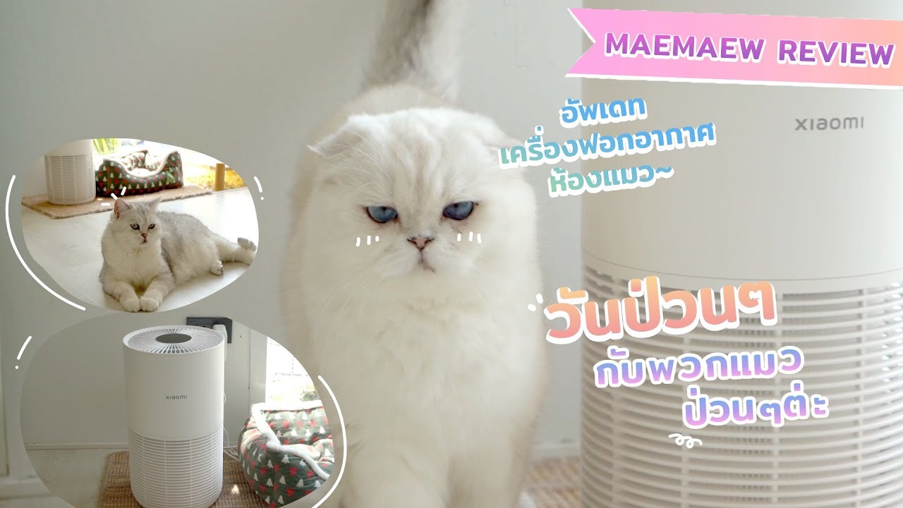อัพเดทเครื่องฟอกตัวใหม่ ในวันป่วน ๆ กับพวกแมว ป่วนๆ ต่ะ