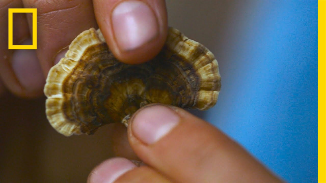 Amelia's Turkey Tail Tea | Live Free or Die: How to Homestead