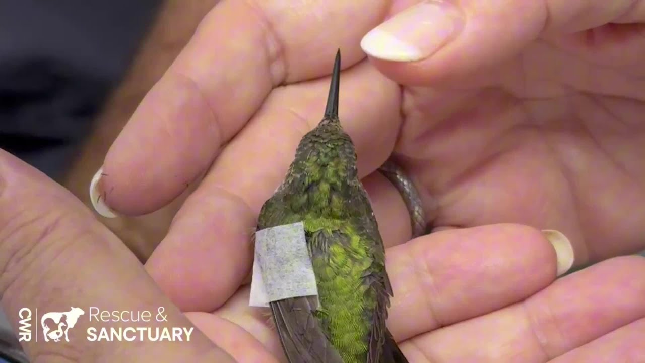 Splinting a Hummingbird’s Tiny Wing!