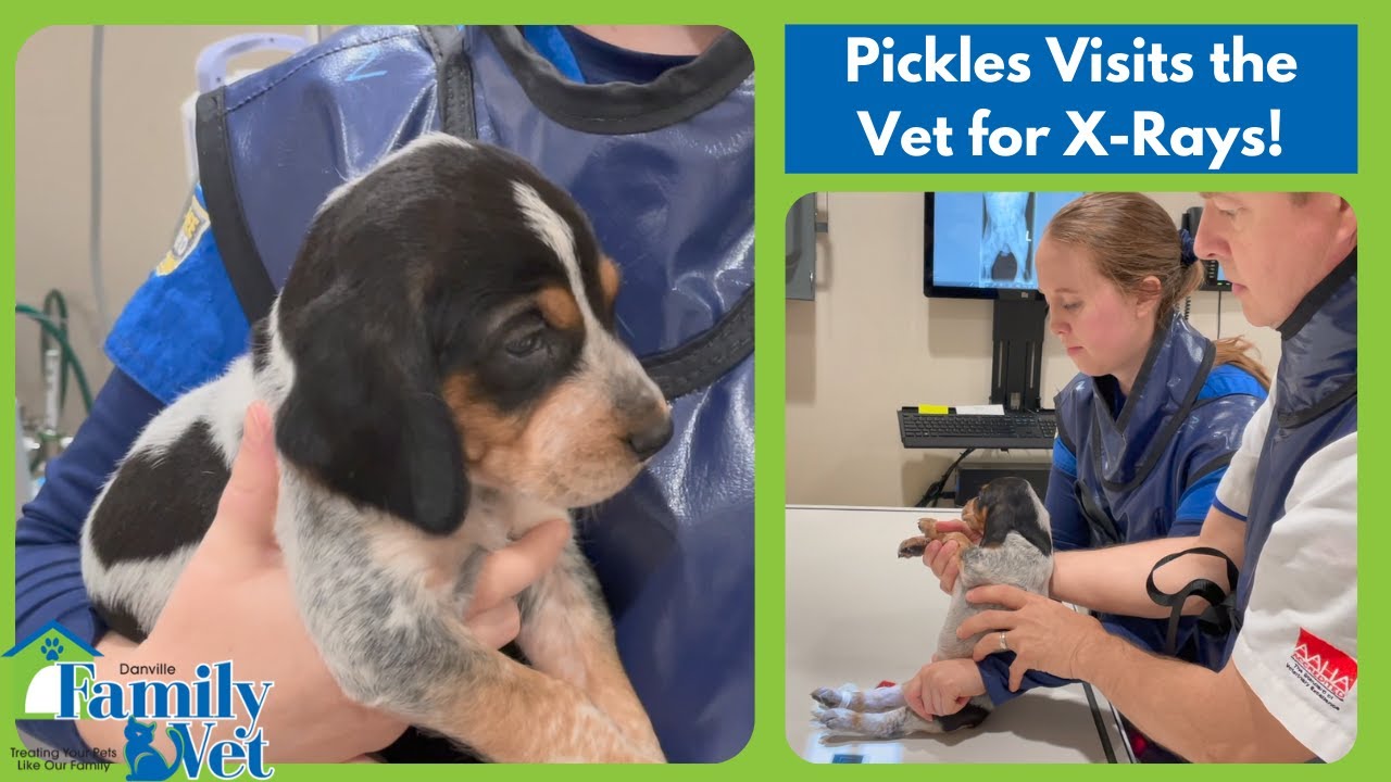 Dr. Smith Examines Pickles and Takes X-Rays!