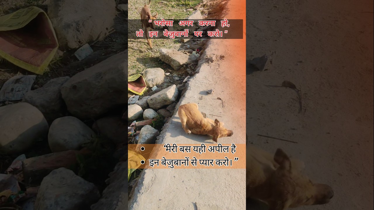 “भरोसा अगर करना हो, तो इन बेजुबानों पर करो 🐶 | Street Dog Short”