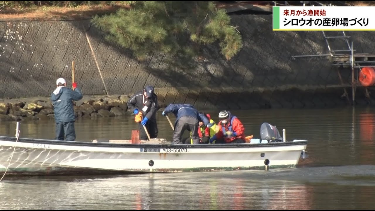シロウオ産卵場づくり