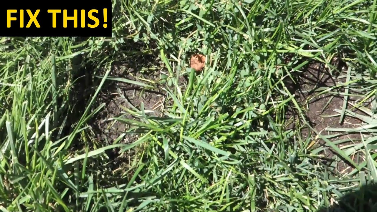 How to Repair Bare Spots in Your Lawn - With Scott&rsquo;s EZSEED Patch & Repair