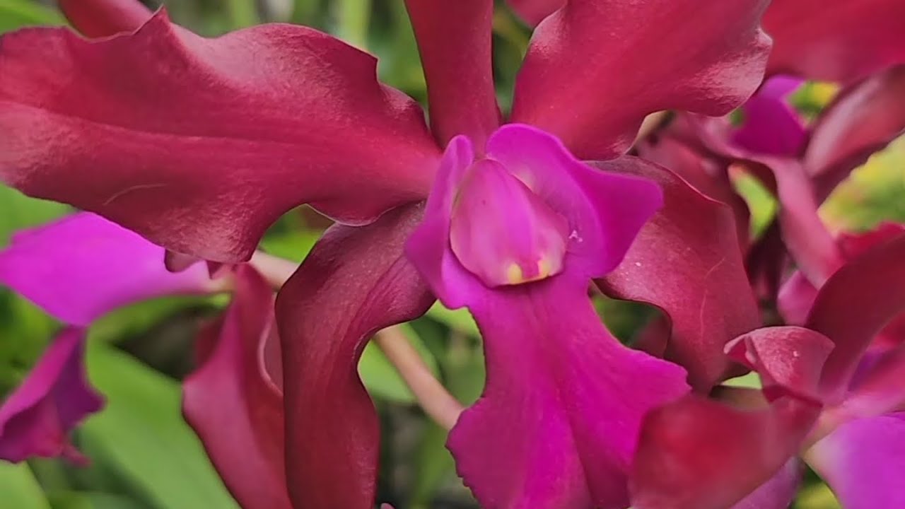 Morning walk to see latest blooms