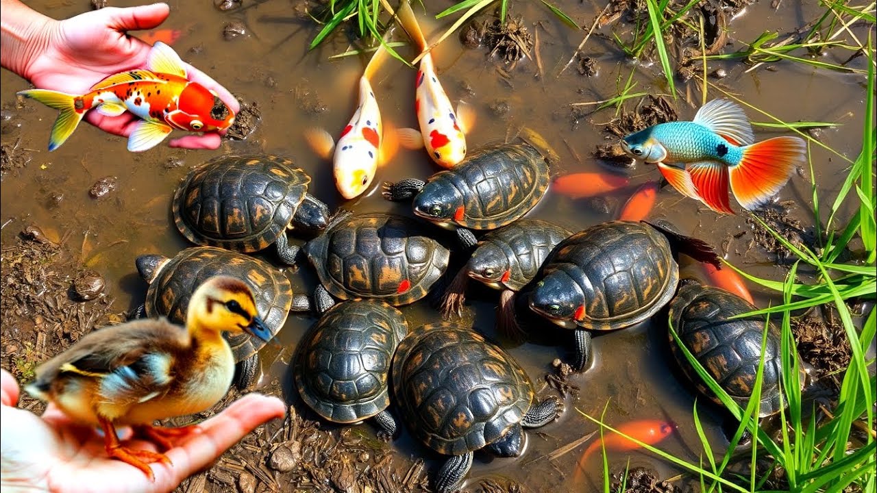 Catching ornamental fish, kura kura, ikan warna warni, ikan cupang, ikan lele, ikan komet