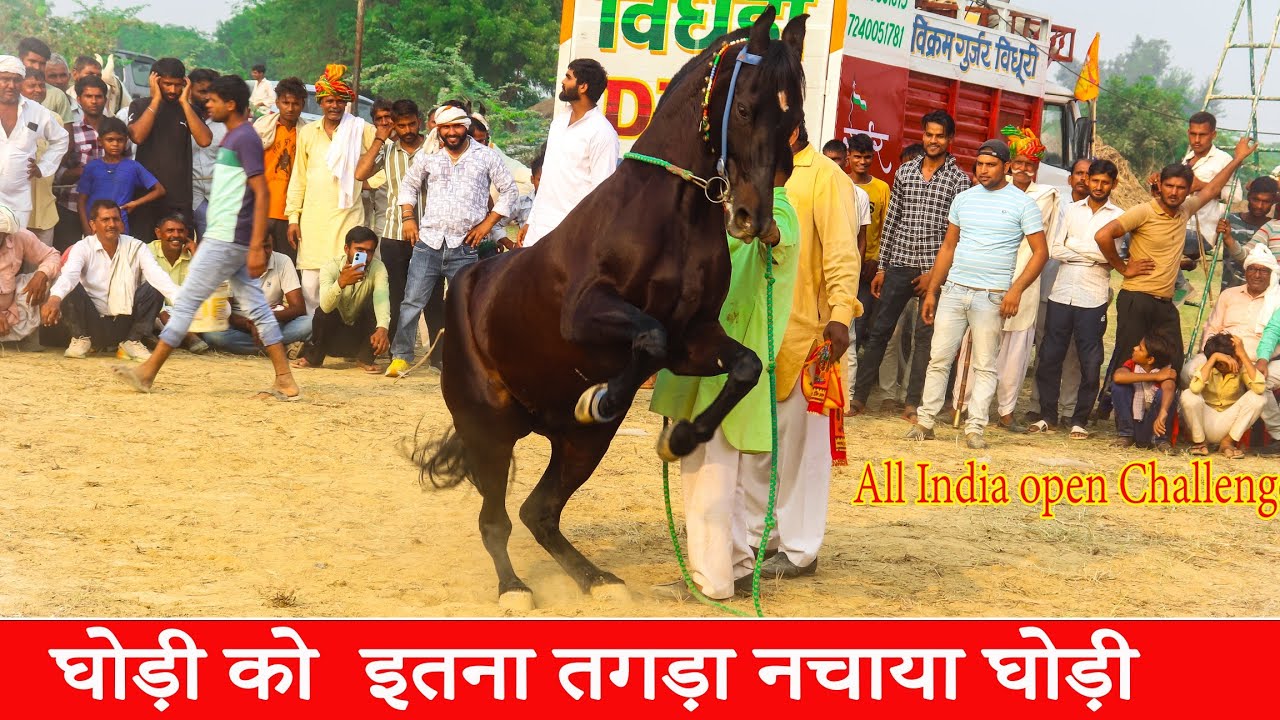 ऐसा डांस आपने घोड़ी का कभी नहीं देखा || Horse dance competition ||