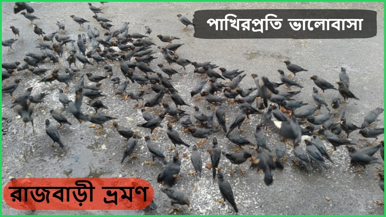 পাখির প্রতি ভালবাসা ।। Birds love