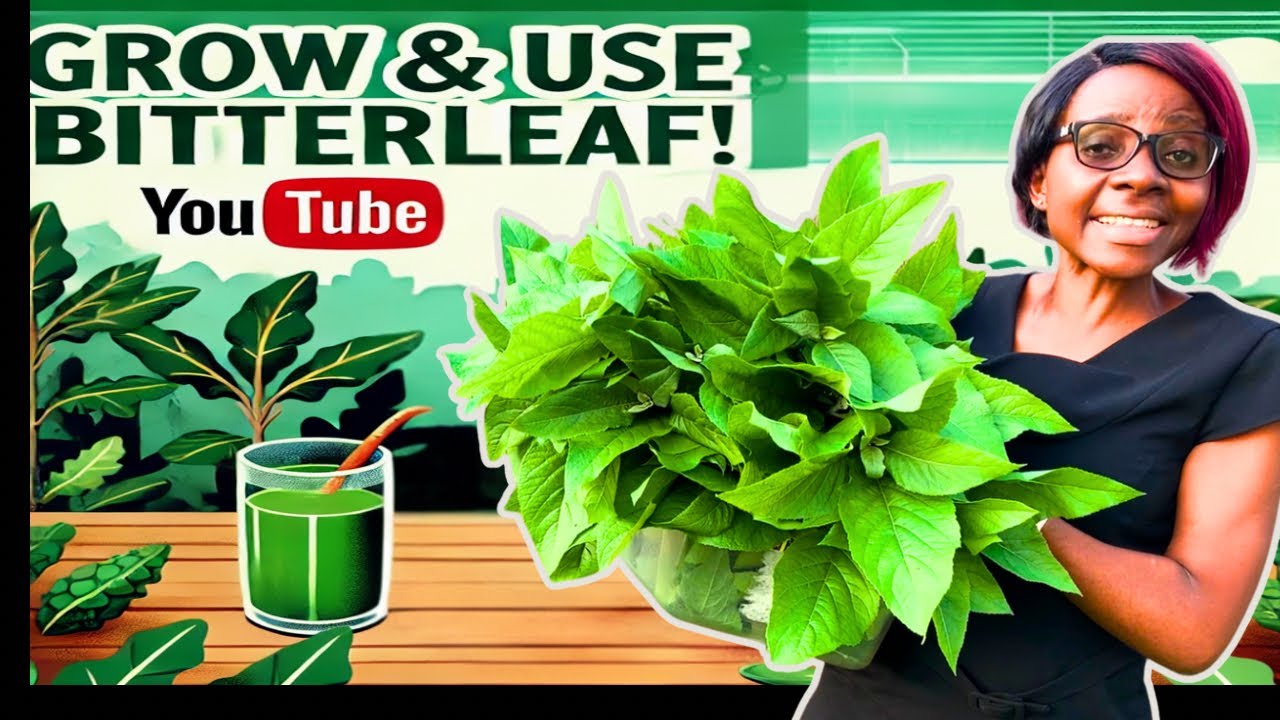 How to Grow and Use Bitterleaf | Bitterleaf Cultivation & Health Benefits