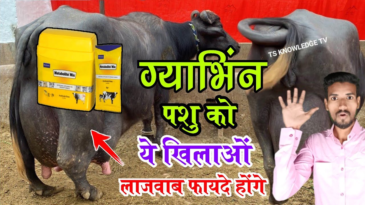 ग्याभिंन पशु को ये खिलाओ👍लाजवाब फायदा मिलेगा👌Metabolite Mix Powder Use In Buffalo🐃Hada vets club ||