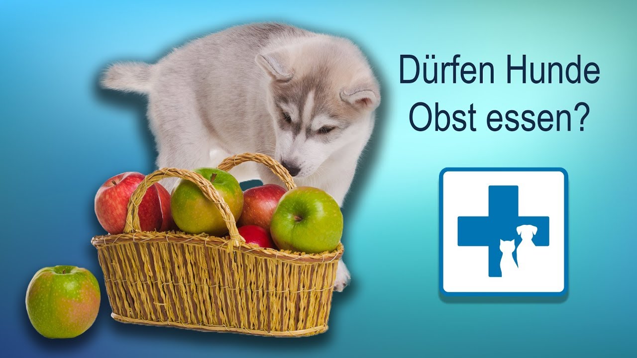 Dürfen Hunde Obst essen?